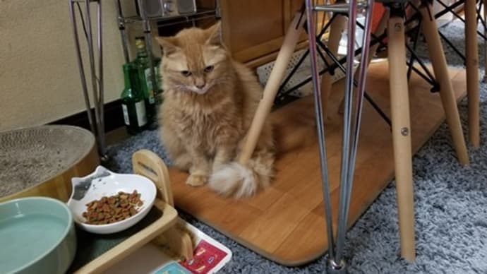 ダイエット計画 進行中！