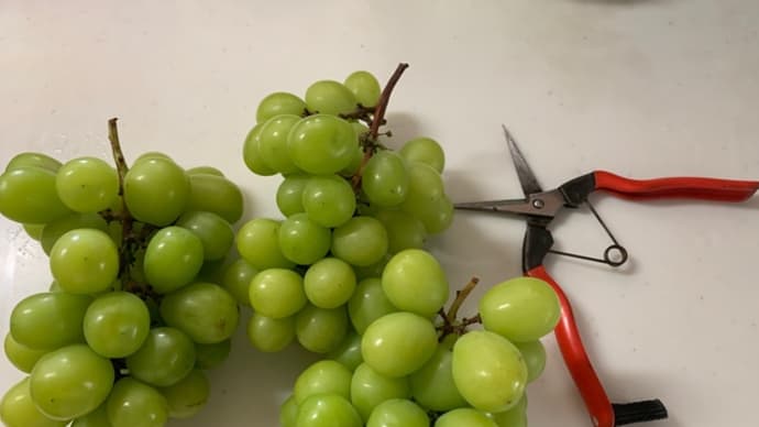 マスカットを冷蔵保存