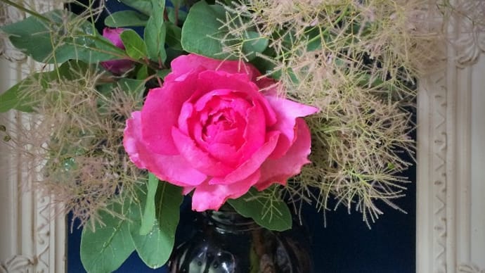 from My Rose Garden 　～薔薇と組み合わせたい植物～