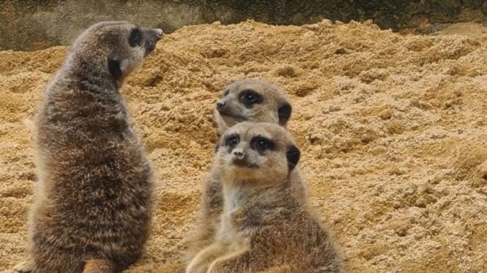 石川動物園