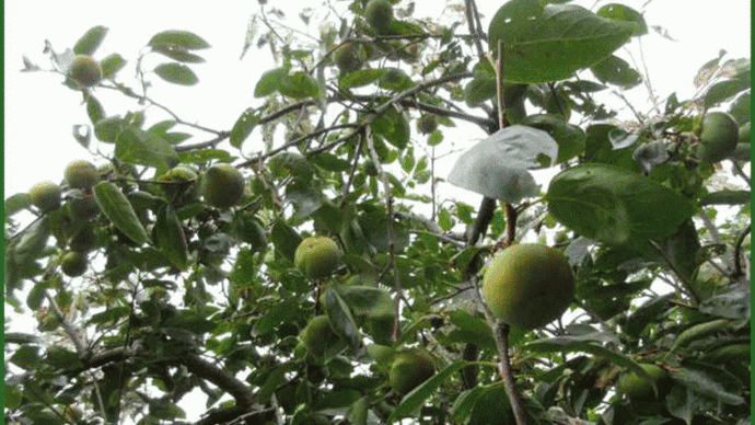 昨日のお昼前に、自宅裏に植えた甘柿の方角からカラスの賑やかな鳴き声が聞こえてきたので様子を見に行くと・・・