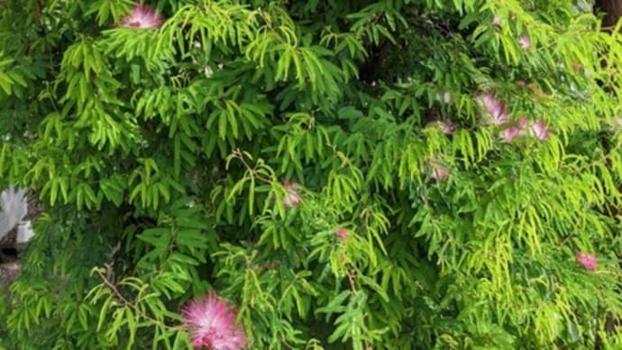 ねむの花