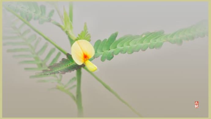 小さな花・クサネム