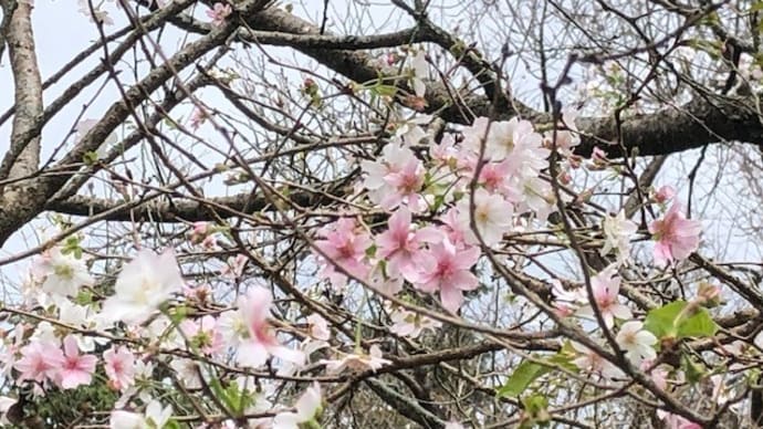 ～十月桜が咲いてるよ～