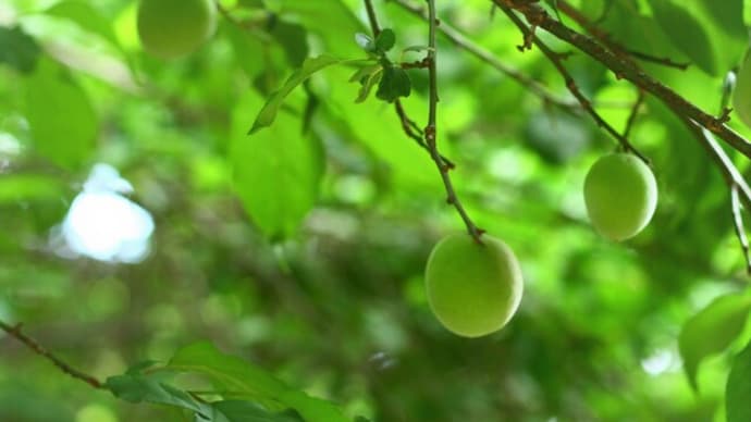 ドリプレローズガーデンのバラ以外の植物
