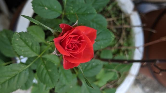 薔薇が咲いた