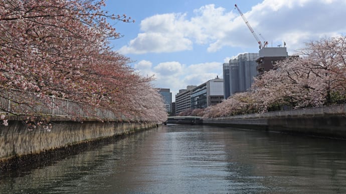 東京 大横川さくらクルーズ 10
