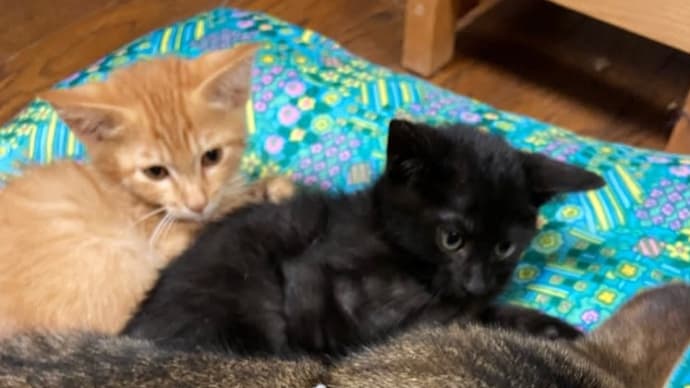 チャー助ジュニアの兄弟もレスキューで猫舟へ😊