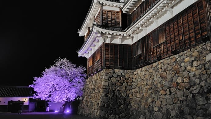 R6年第3月曜日 ~福知山城の夜桜②~