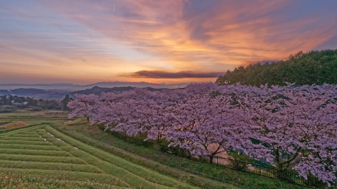 奈良県御所市 別所池の桜