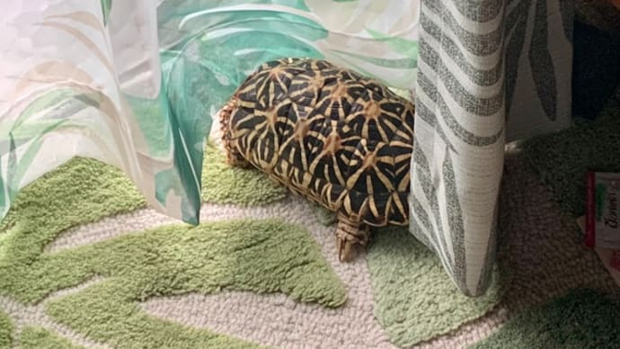☆ホシガメ☆ベランダに出たいのかな(・・?)