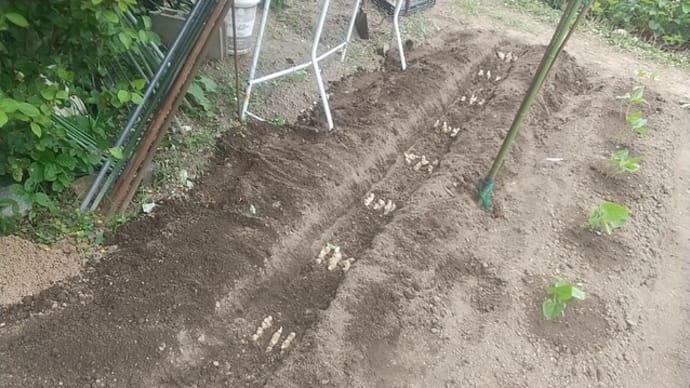 ショウガ定植