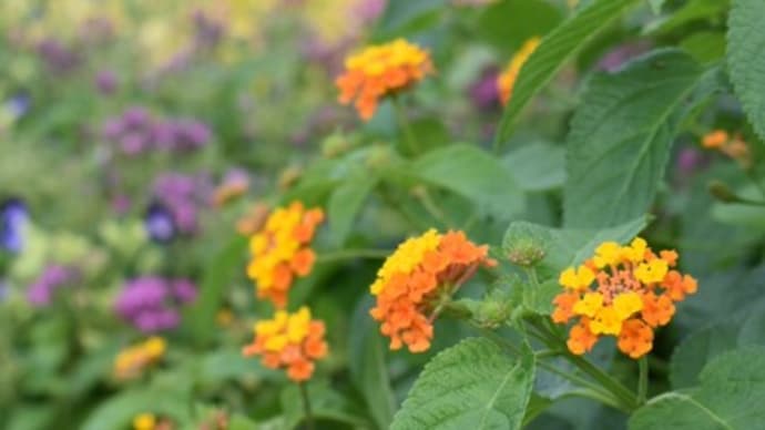 オレンジ色の花
