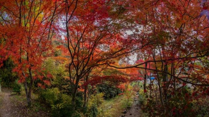 紅葉と黄葉
