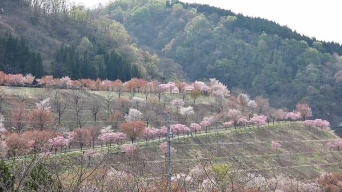 〈2021年 桜の開花情報〉月山ダムの「くわだいさくら公園」