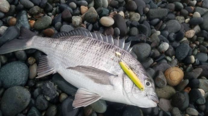 クロダイ・他釣果!&ダイワのサビキ仕掛け