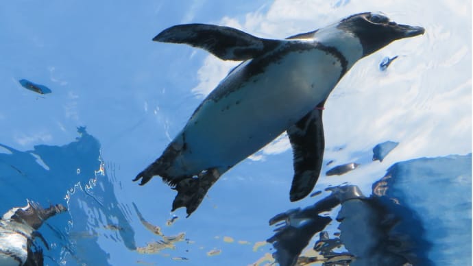 天空のオアシス！水族館でペンギン君のお泳ぎを見ていると童心に帰り癒せますね！