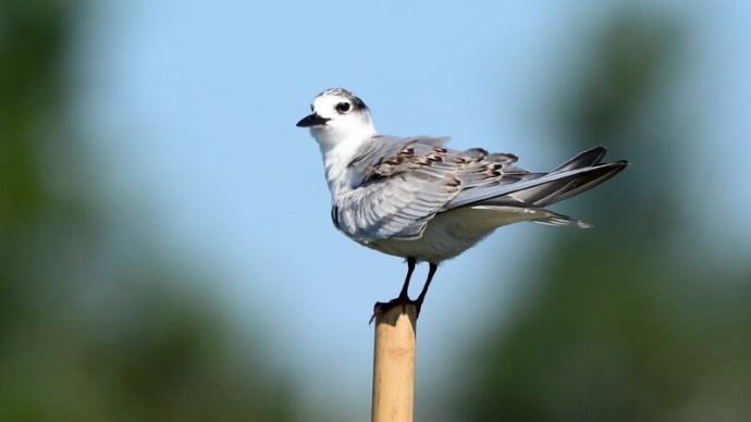 頭を搔く野鳥たち クロハラアジサシ