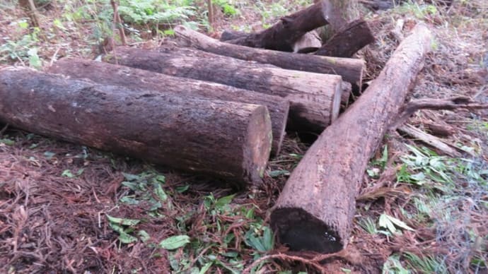 カタクリ群生地 保全活動