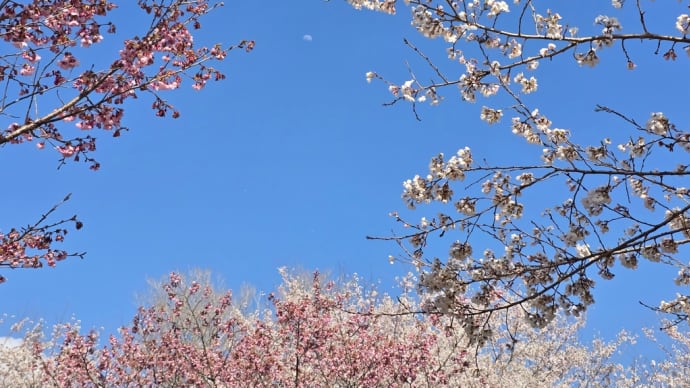 桜の終わり 我が家の庭は今から咲き始めるよ