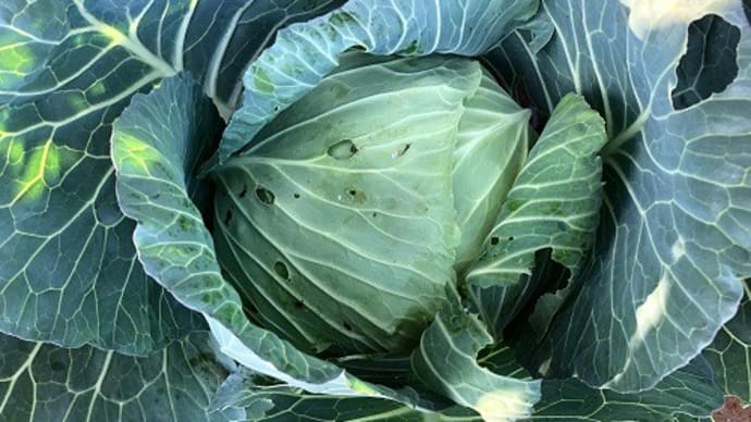 それにしたも、キャベツの値段の高さよ・・・