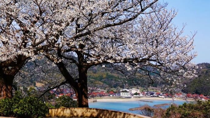 山陰の桜　海辺に咲くサクラ　４月2日撮影分