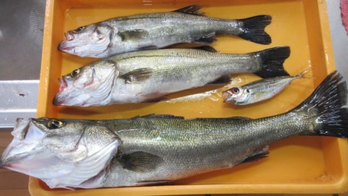 やっぱり実績あるルアーで釣れるな
