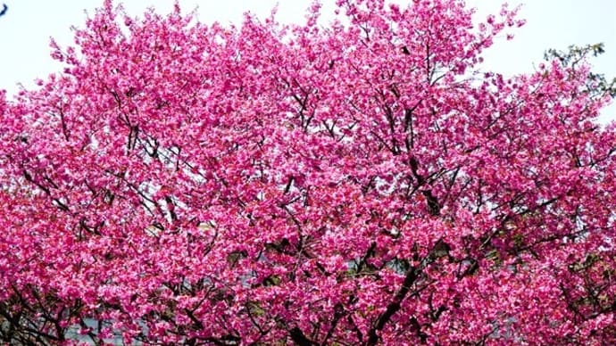 「桜」／旧古河庭園
