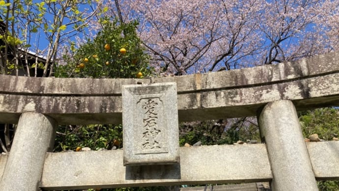 桜や花々を見て春を満喫…