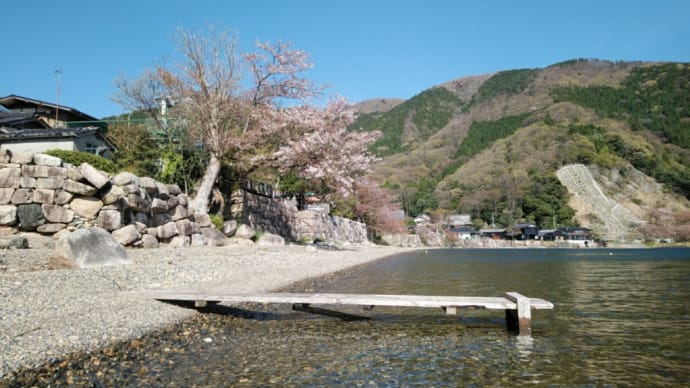 海津の桜は8分散り