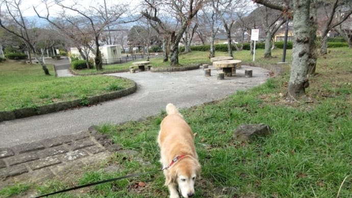 安部山公園　朝散歩　２０１１２７