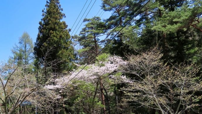 小諸菱野の緑桜（御衣黄）と桜＆水芭蕉　黒猫写真