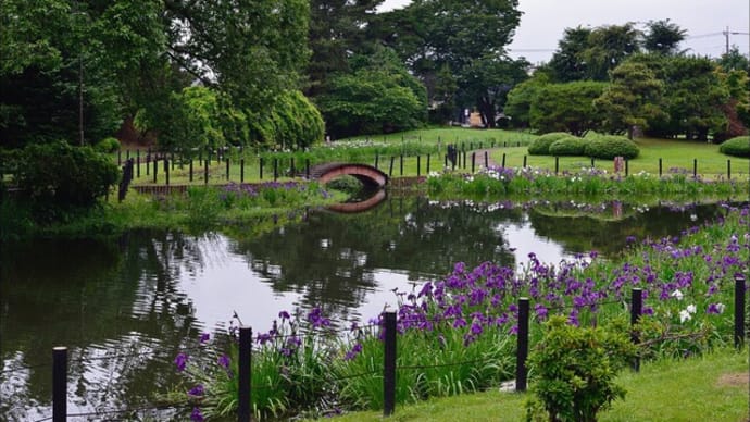 「華蔵寺公園 水生植物園」 の ハナショウブ (Ⅰ)