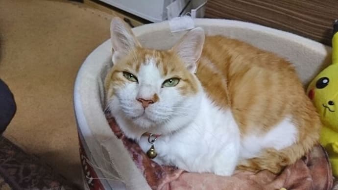 3月22日(火) 猫の麦とごまの日常日記