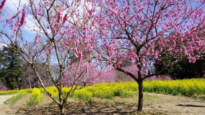 2024年 3月22日(金)の茨城県「古河総合公園」(3)