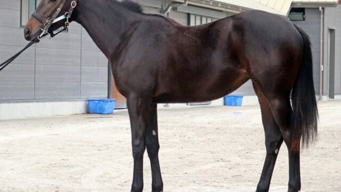 【デプロマトウショウ’21】ついに500kg超え、別格のスケール感