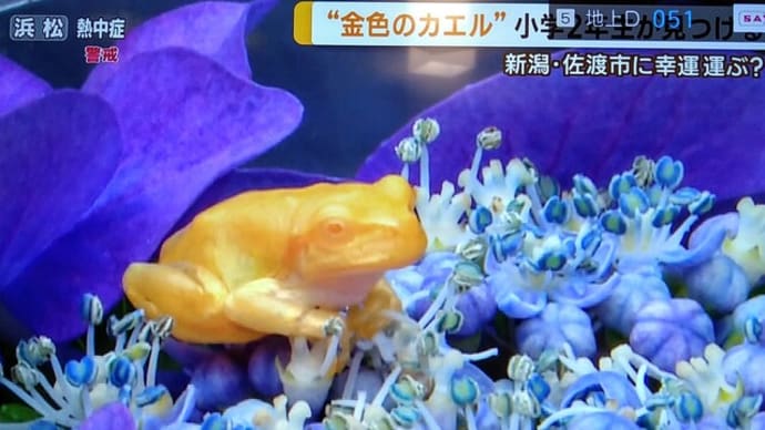 金のカエルと緑のカエル