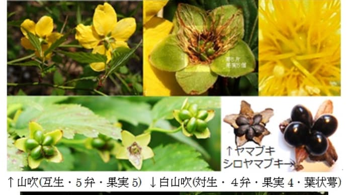 通学路の木の実 ヤマブキ シロヤマブキ