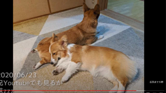 【Twitter日記】毎日、投稿し続けた成長日記【2020年6月】🐶🐶犬が好きでも嫌いでも・・癒されるよ💕