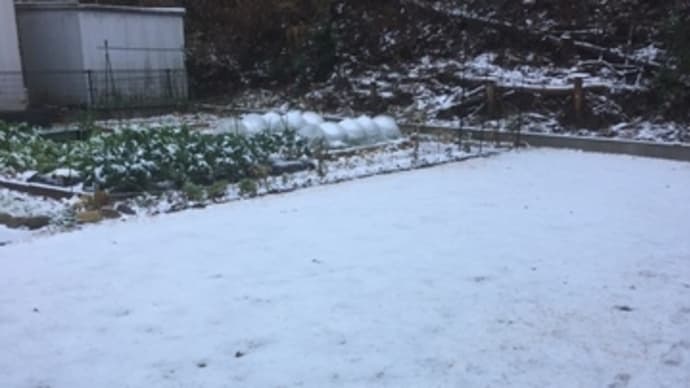 大雪予報と椎茸の収穫