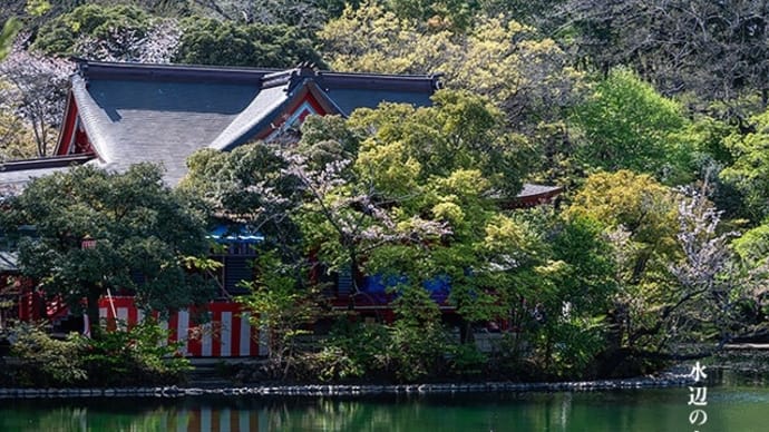 水辺と桜と新緑と。