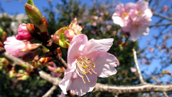 02月19日 越戸川の花