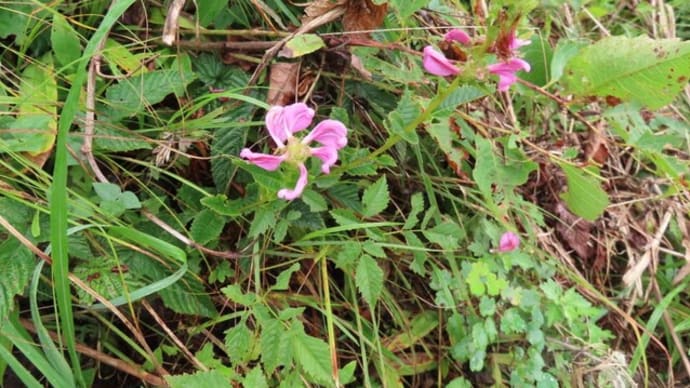 高ボッチ高原・鉢伏山で最近咲いている花 トモエシオガマ(巴塩竃)