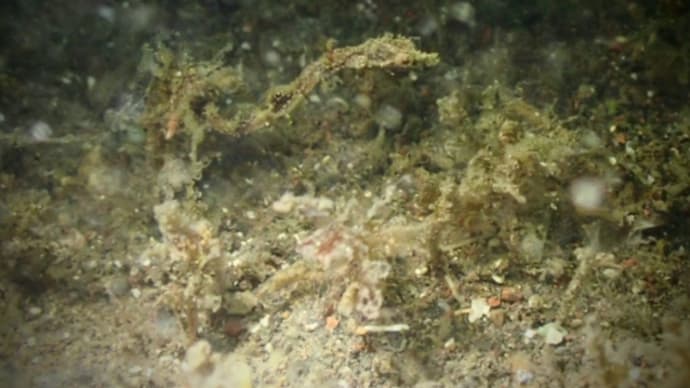 石橋最新生物事情2022/09/12[w/pics.no map]