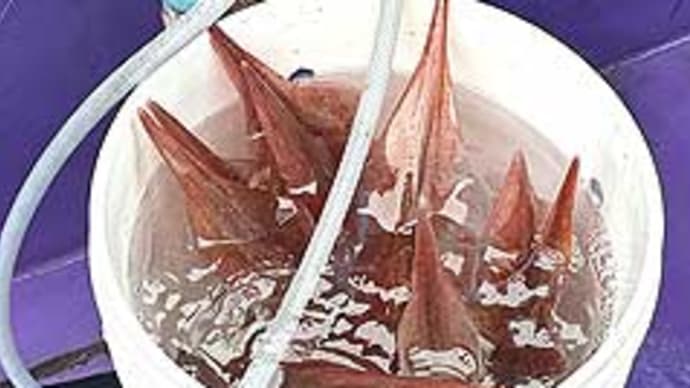 F様のヤリイカ釣行(御宿岩和田港、太平丸)。