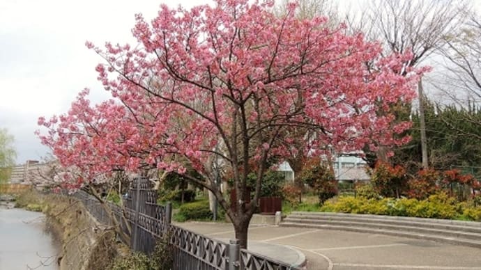 #3897　横浜緋桜