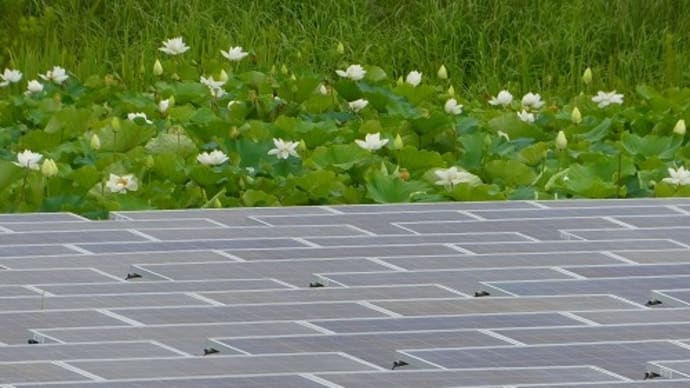 稲美町の池 蓮の花