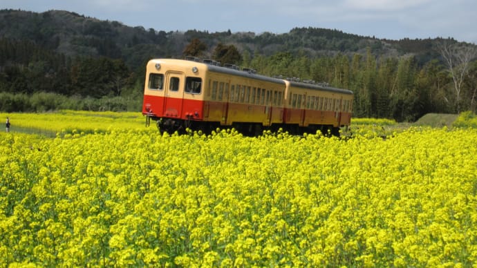 旅の途中 菜の花畑をレトロな気動車で往く