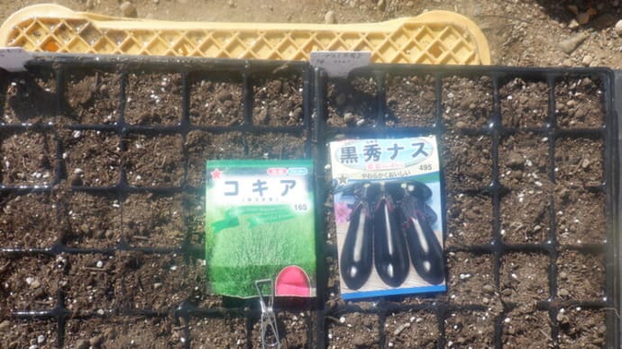 播種と苗の様子