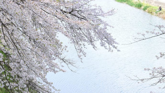 桜と釣り人。